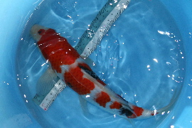 20070820 033t